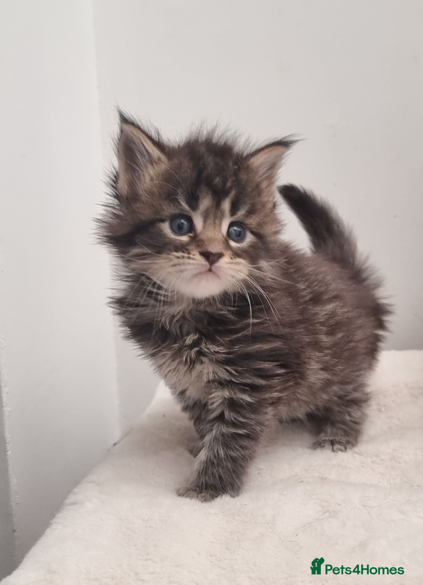 Maine Coon cats GCCF REGISTERED Pedigree Maine Coon Kittens  - Advert 2