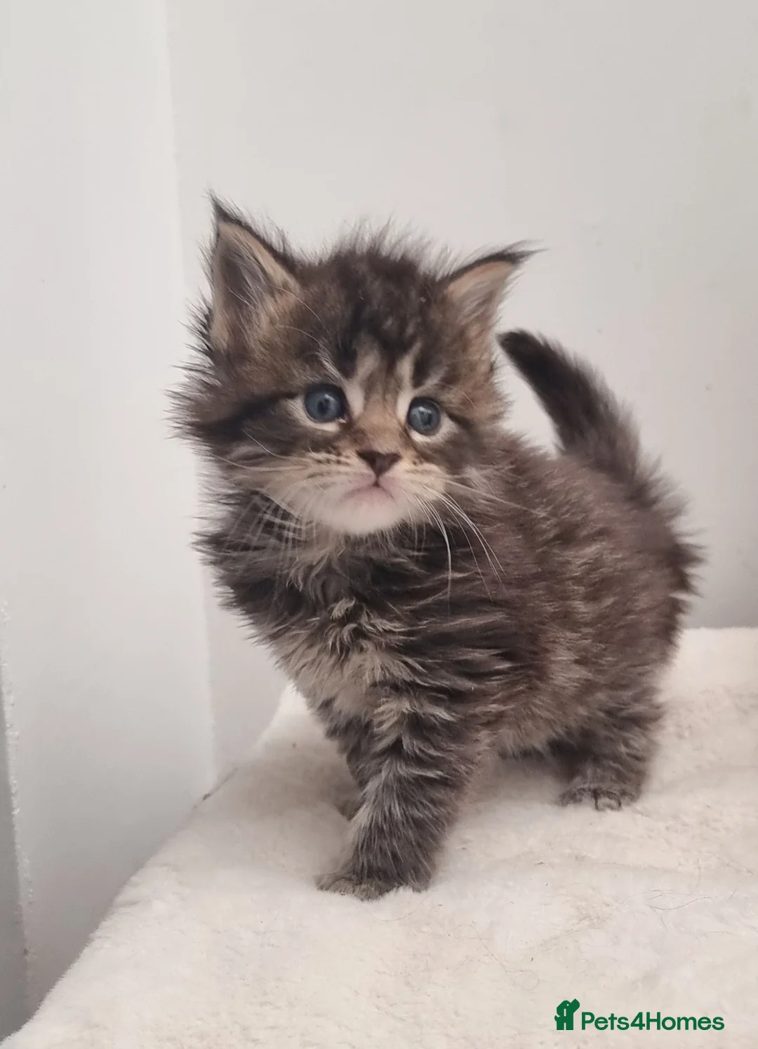 Maine Coon cats for sale: GCCF REGISTERED Pedigree Maine Coon Kittens  - Advert 2