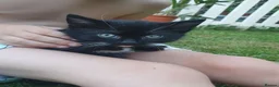 Mixed Breed cats for sale: Mixed breed kittens in Bristol - Advert 4