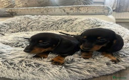 Dachshund dogs for sale: Dachshund  - Image 9