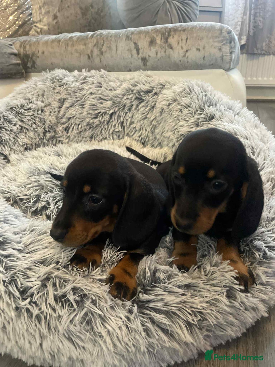 Dachshund dogs for sale: Dachshund  - Image 9