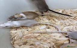 Gerbil rodents for sale: Baby gerbils ready now  - Image 12