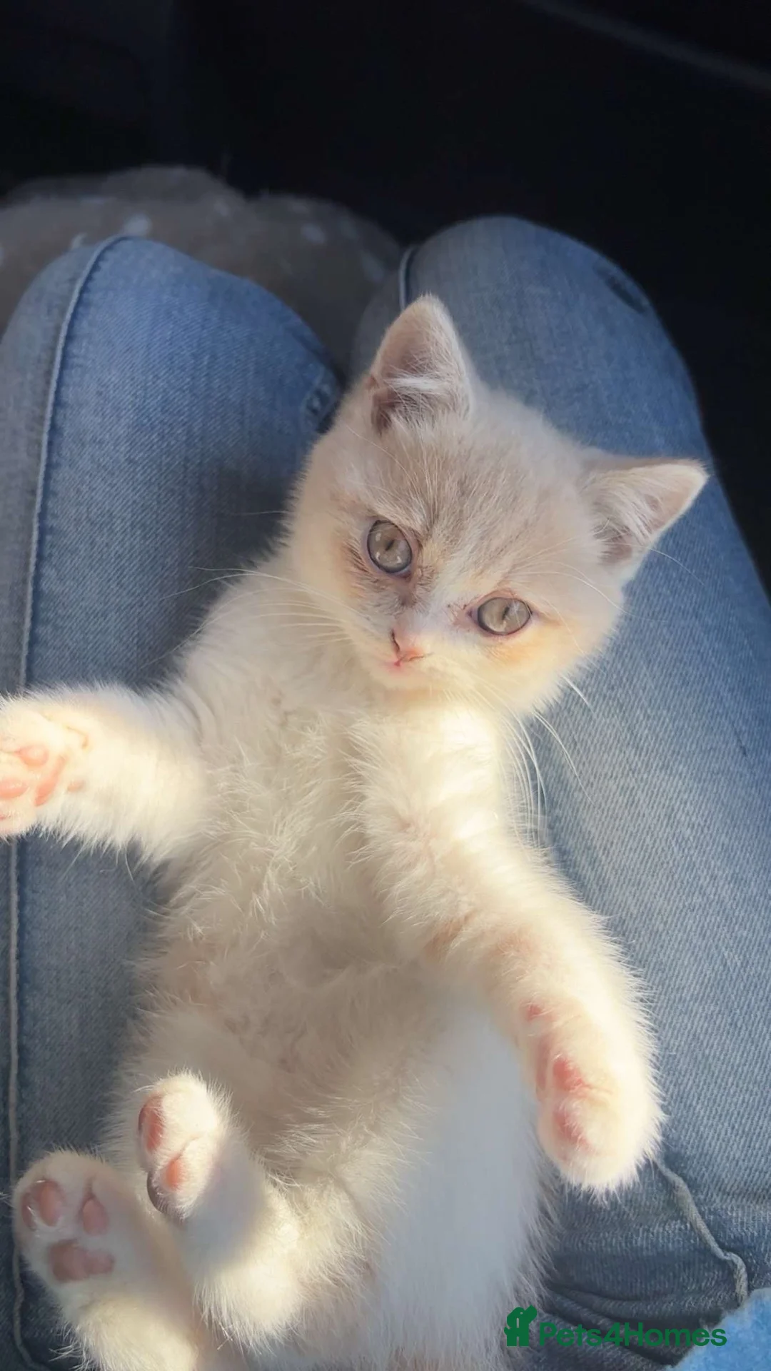 British Shorthair cats for sale: British shorthair kitten  - Advert 2