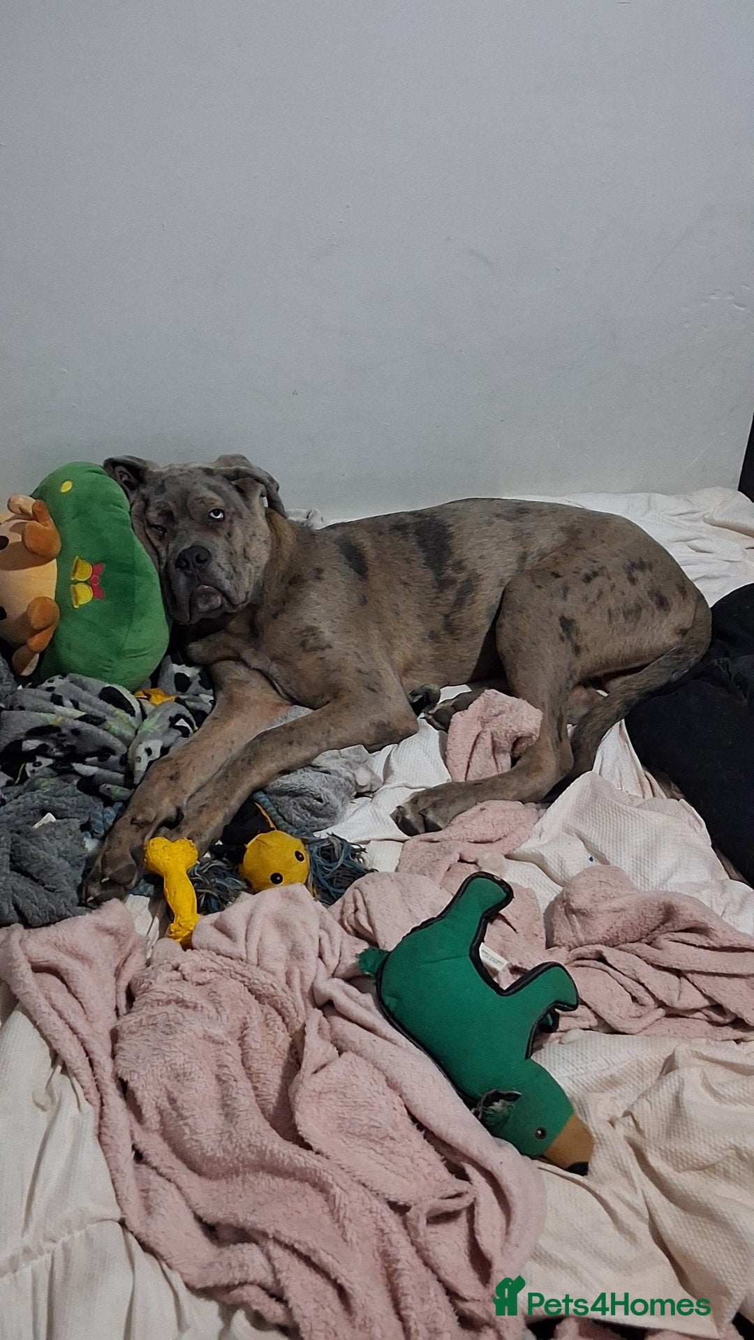 Cane Corso dogs for sale: Merle Cane Corso - Advert 10