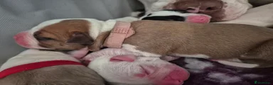 American Bulldog 3