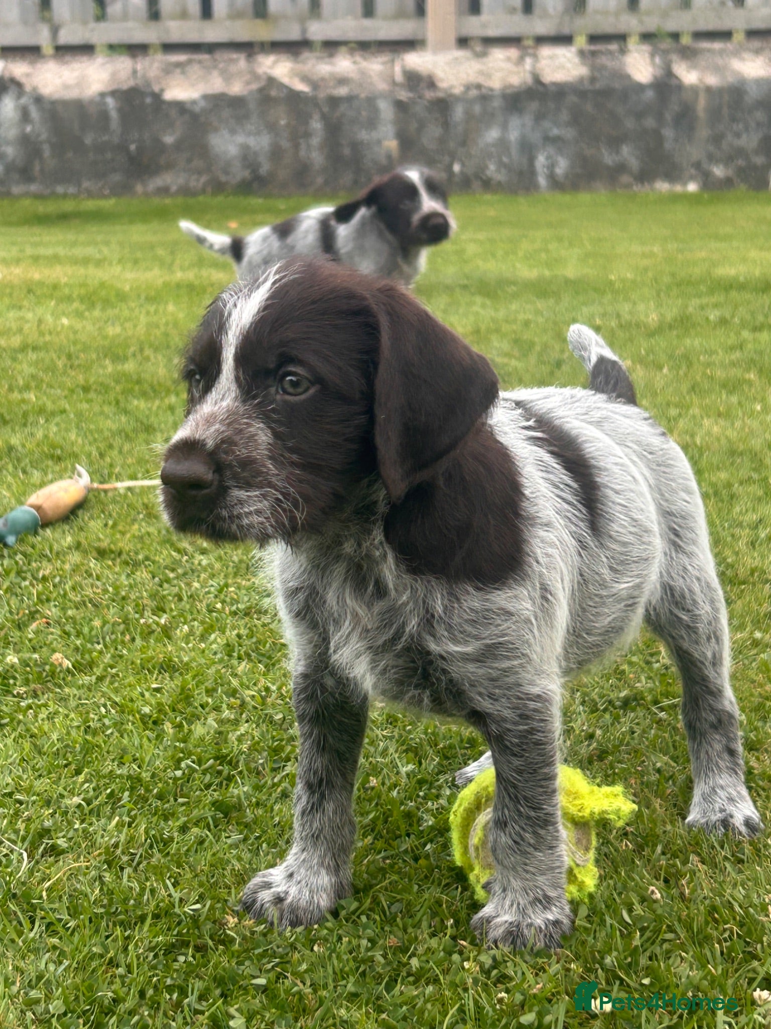 German Wirehaired Pointer dogs German Wirehaired Pointer Puppies - Advert 1