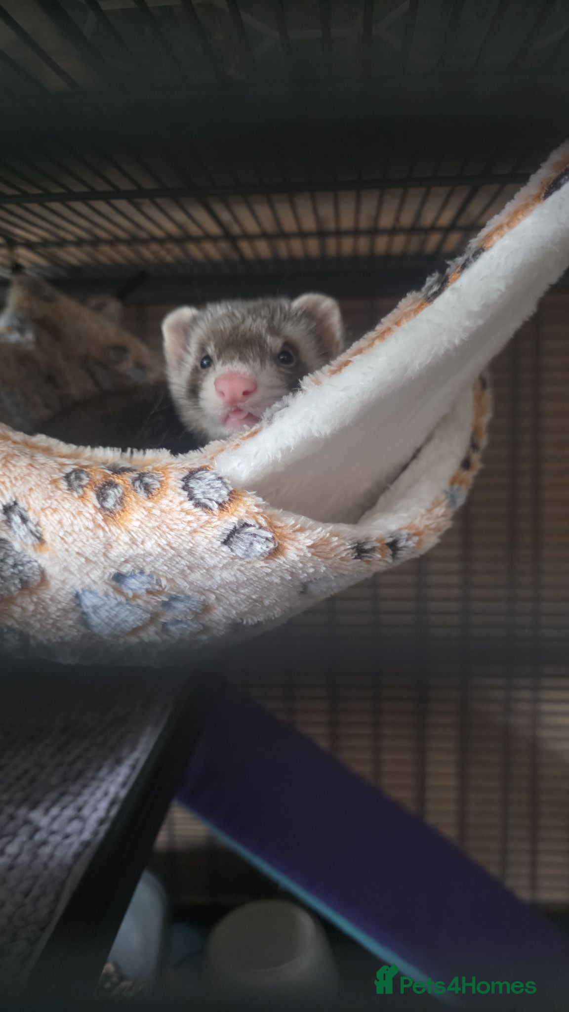 Ferret rodents Male 10 week old ferret  - Advert 1