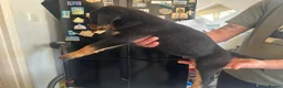Rottweiler dogs for sale: 2 Beautiful and Playful Rottweiler puppies  - Advert 9