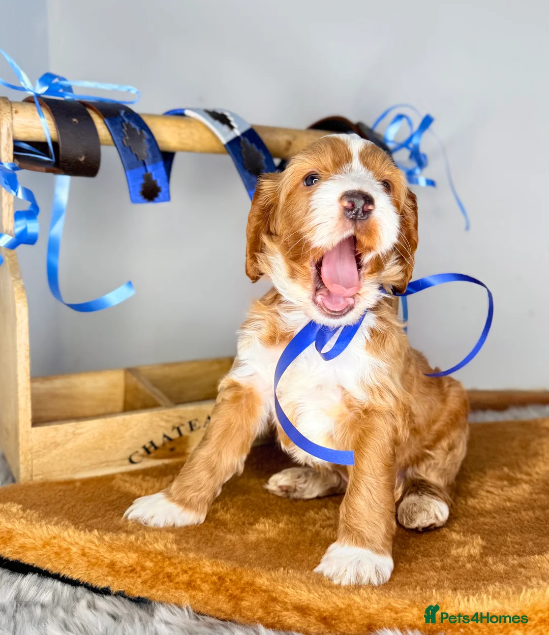 Australian Labradoodle dogs for sale: Australian labradoodle  - Advert 16