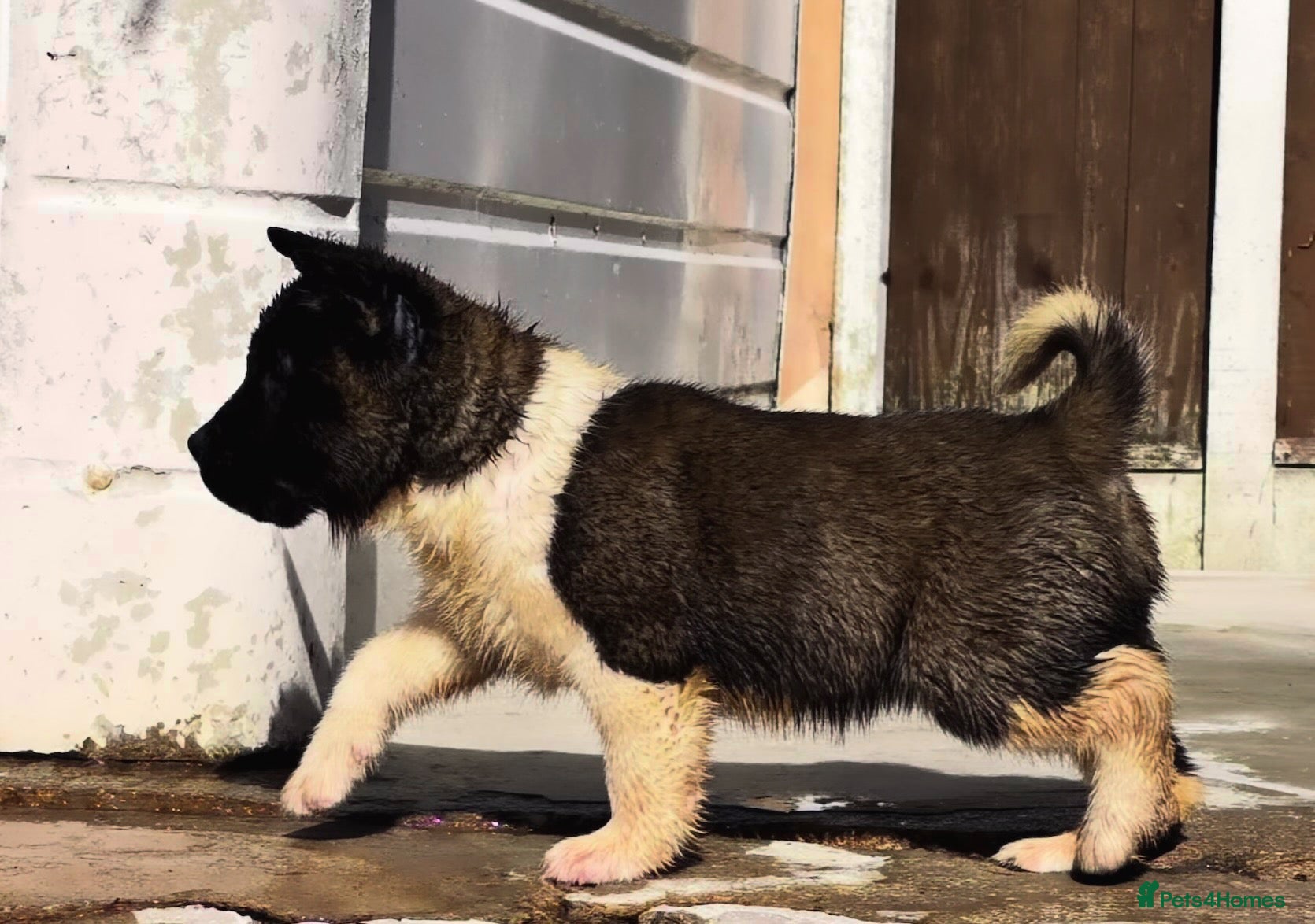Akita dogs AKITA PUPS! PARENTS KC REGISTERED  - Advert 1