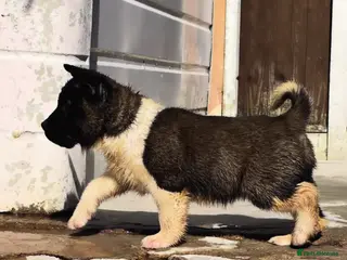 Akita dogs AKITA PUPS! PARENTS KC REGISTERED - Advert 2