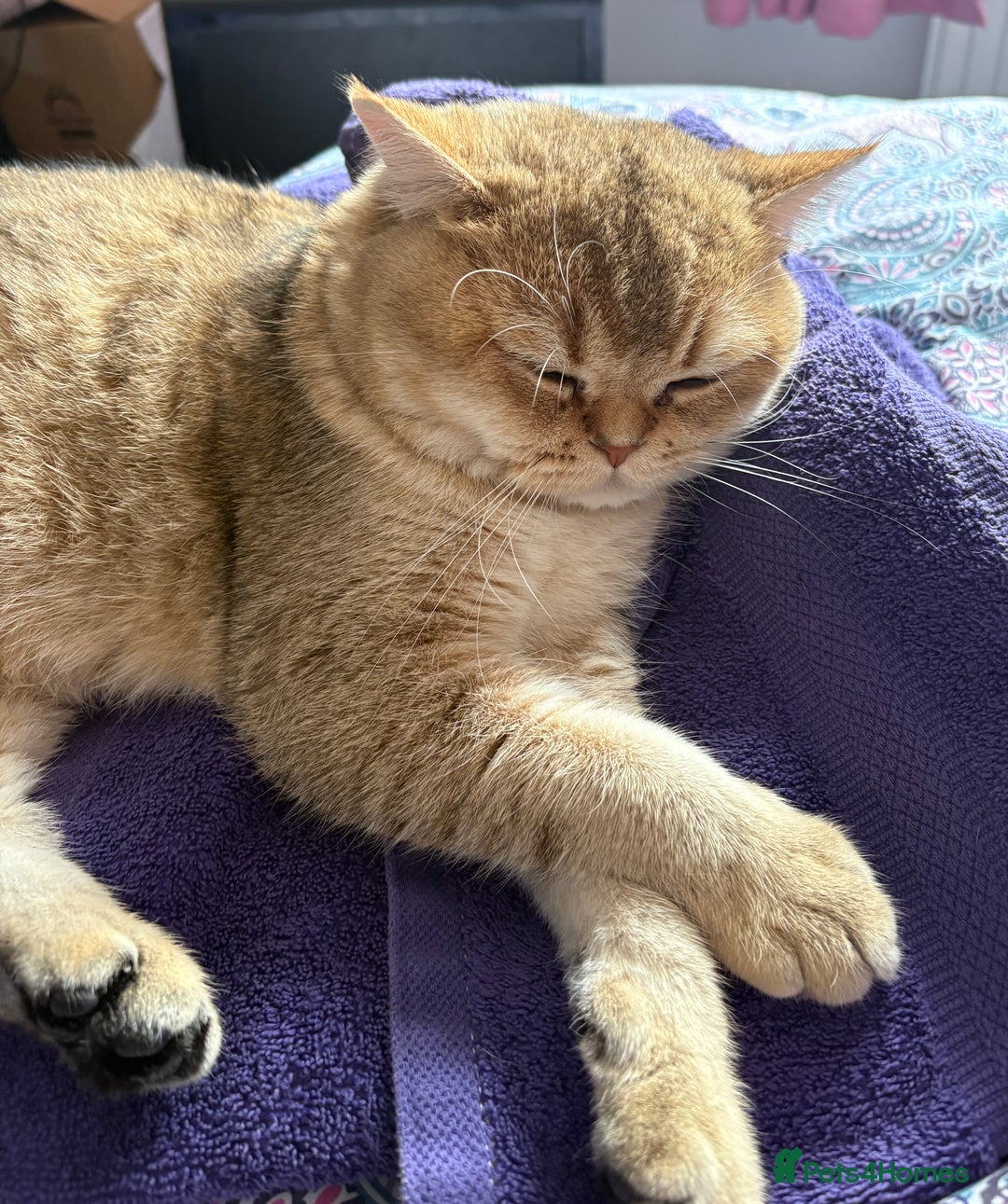 British Shorthair cats for sale: Male British shorthair  - Advert 6