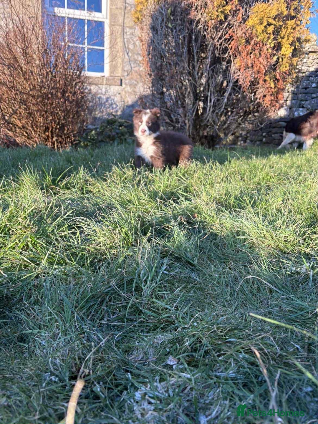 Border Collie dogs for sale: Red border collie pups  - Advert 7