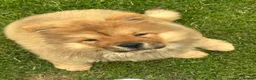 Chow Chow dogs for sale: Beautiful KC Registered Red Chow Chow Girl - Advert 4