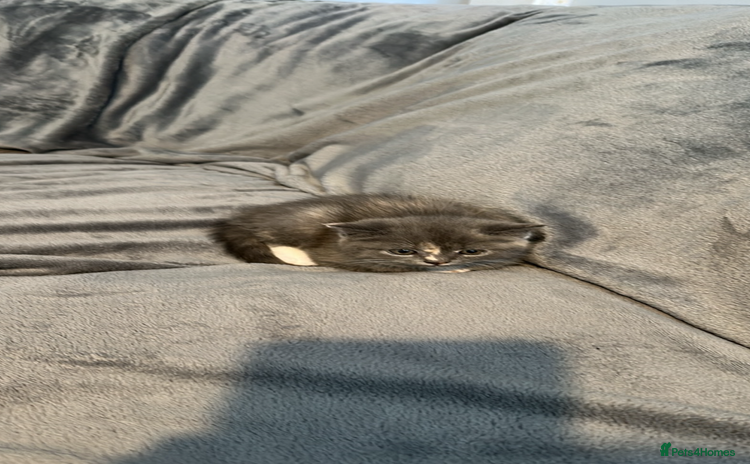 Persian cats - Advert 3