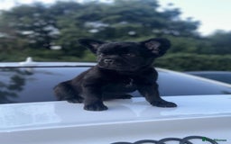 French Bulldog dogs for sale: Fluffy Frenchie Merle / Rojo & Tan REDUCED📥 - Image 13