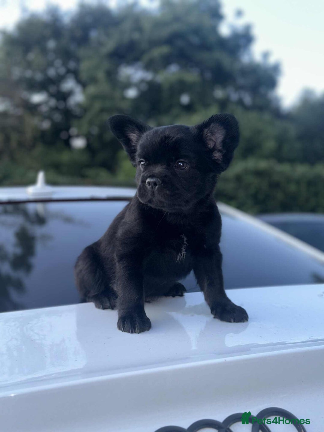 French Bulldog dogs for sale: Fluffy Frenchie Merle / Rojo & Tan REDUCED📥 - Image 13