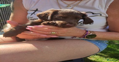 Mixed Breed dogs - Advert 8