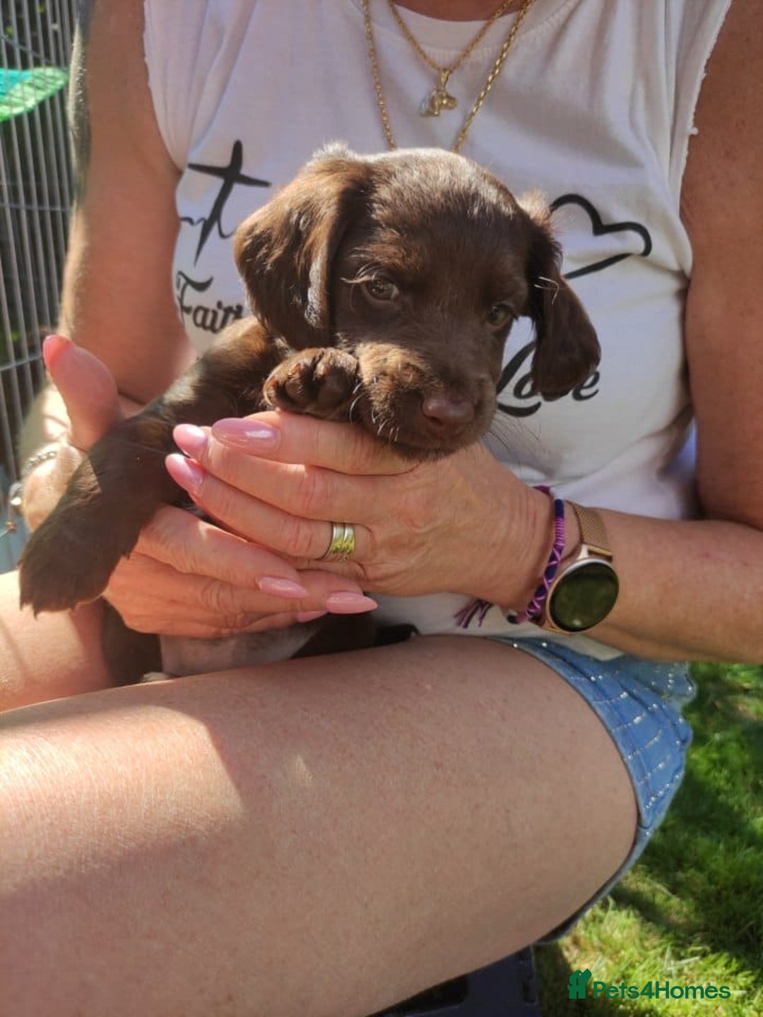 Mixed Breed dogs for sale: Very rare Black Cockerpoo and Chocolate puppies - Image 11