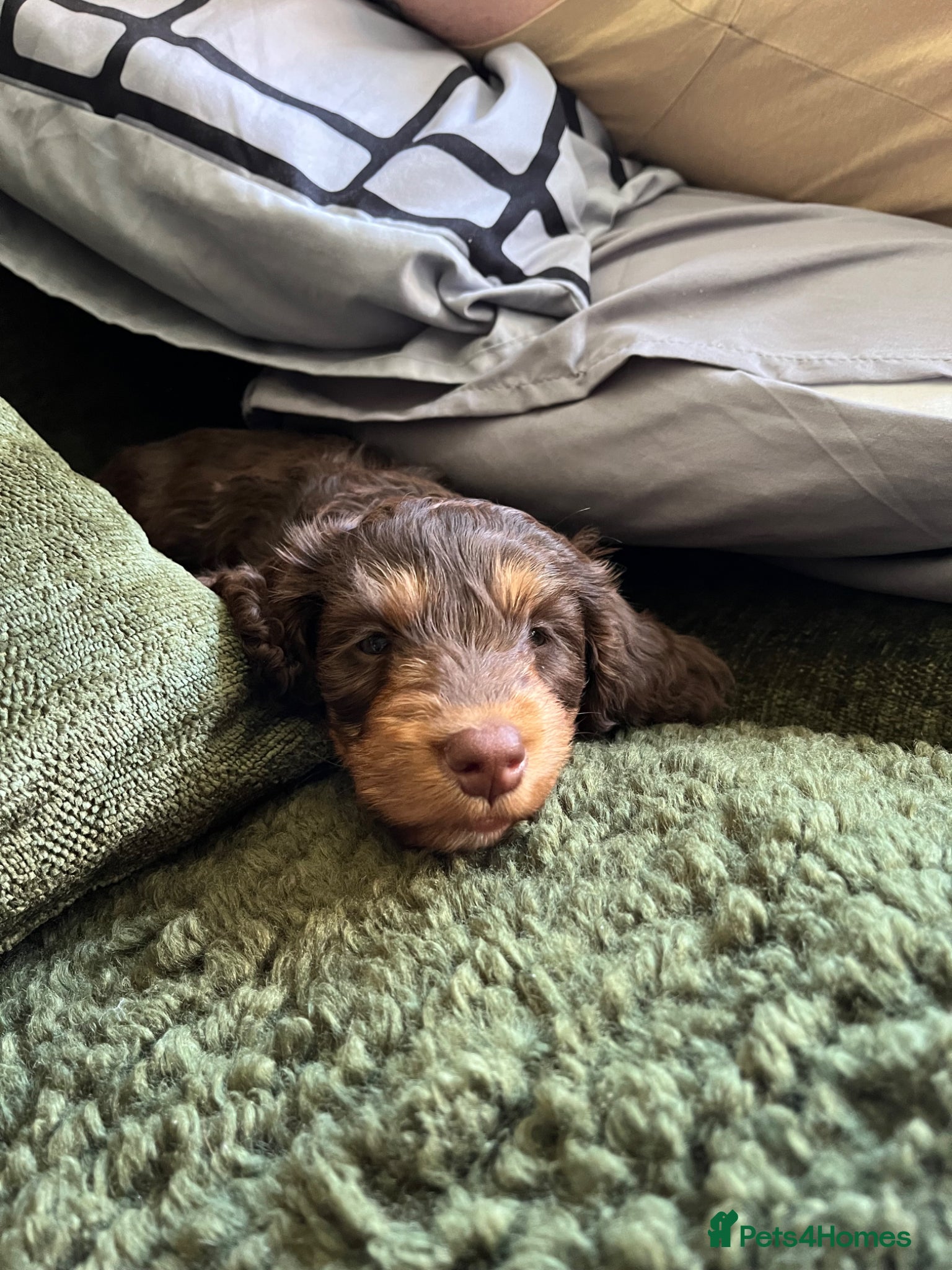 Mixed Breed dogs Millie  - Advert 1