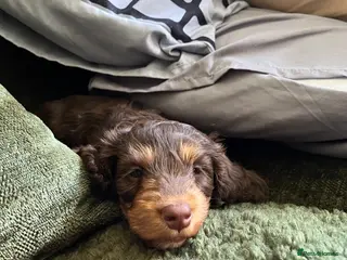 Mixed Breed dogs Millie - Advert 2