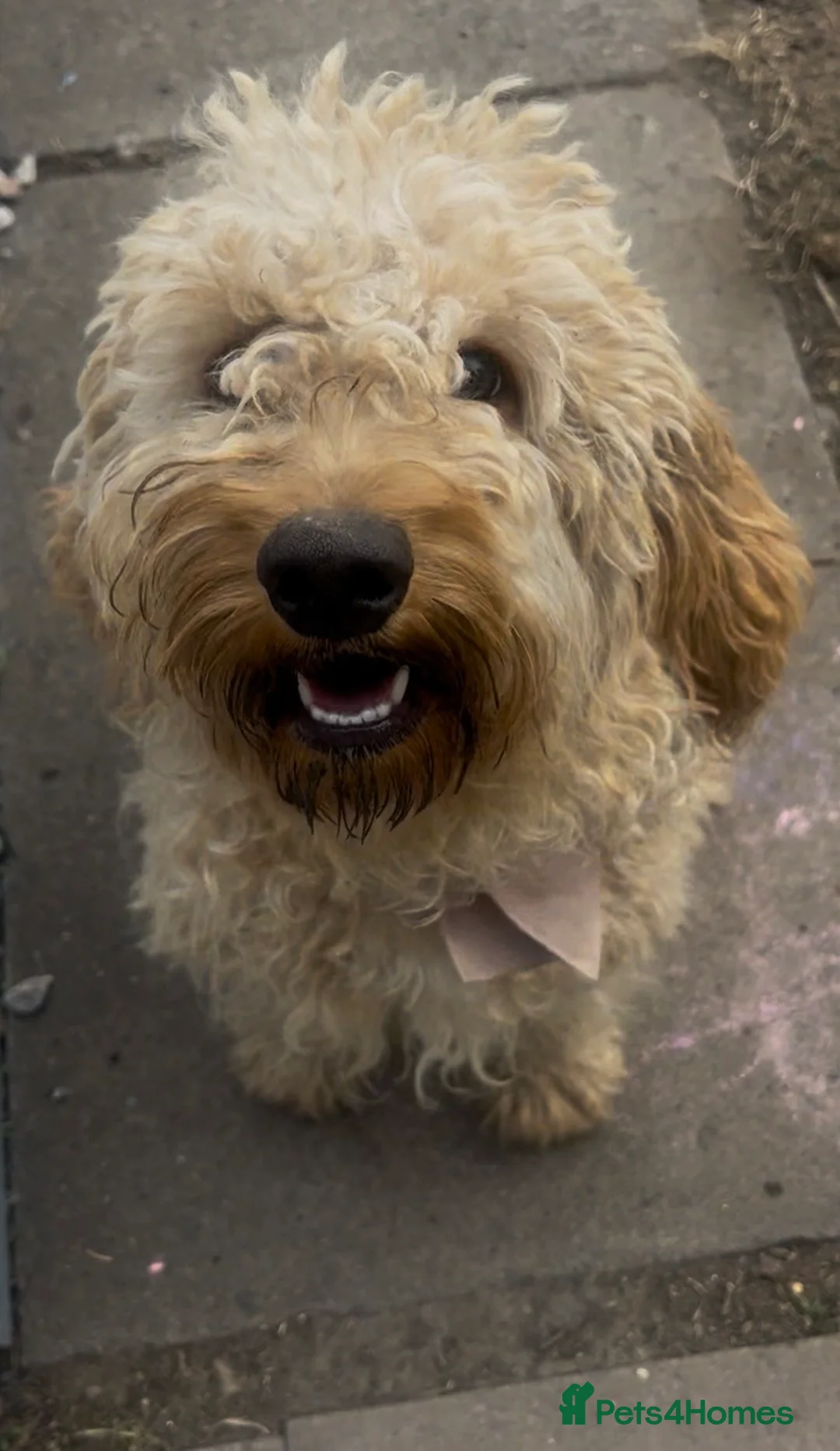 Cockapoo dogs for sale: Cockapoo, female 11 months.  - Advert 2