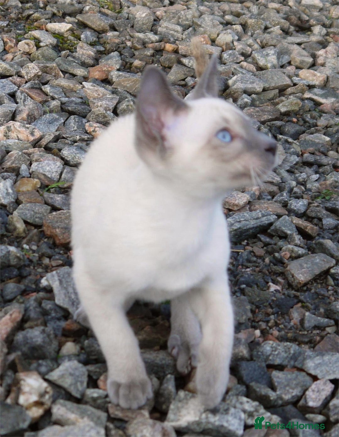 Siamese cats for sale: ADORABLE SIAMESE KITTENS - Advert 16