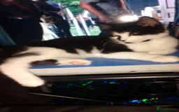 British Longhair cats for sale: Maximus  - Image 4