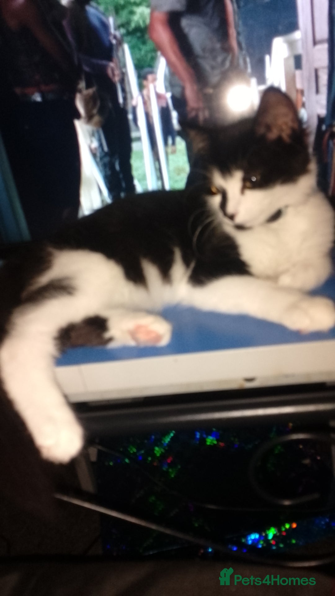 British Longhair cats for sale: Maximus  - Image 4