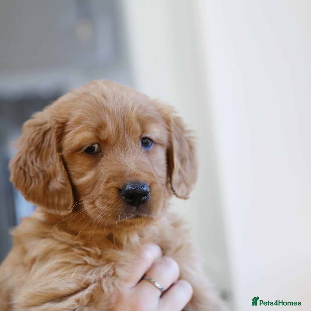 Golden Retriever dogs for sale: KC Registered Championship Line Golden Retrievers - Advert 35