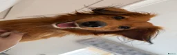 Kokoni dogs for sale: STUD  in Sunderland - Advert 4