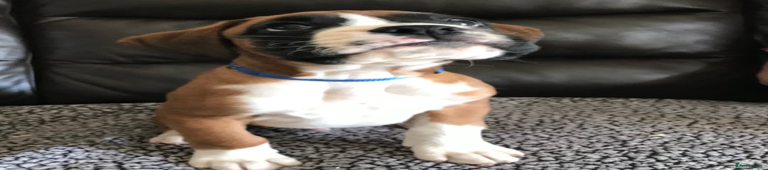 Boxer Pupp (Blue Collar)