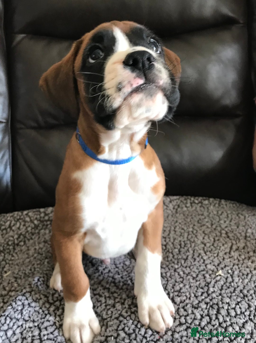 Boxer dogs for sale: KC Reg Boxer Bobtail Boys READY NOW!!!! - Image 4