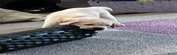 Labrador Retriever dogs for sale: 1 Beautiful Labrador Puppy  - KC Registered  - Advert 3