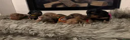 Dachshund dogs for sale: 7 Beautiful Dachshund Puppies - Advert 7