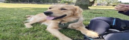 Golden Retriever dogs for sale: 3yrs old Alex - Advert 4