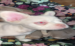 French Bulldog dogs for sale: 🐾 7 of the most Loving French Bulldogs 🐾🐶🩷 - Image 9