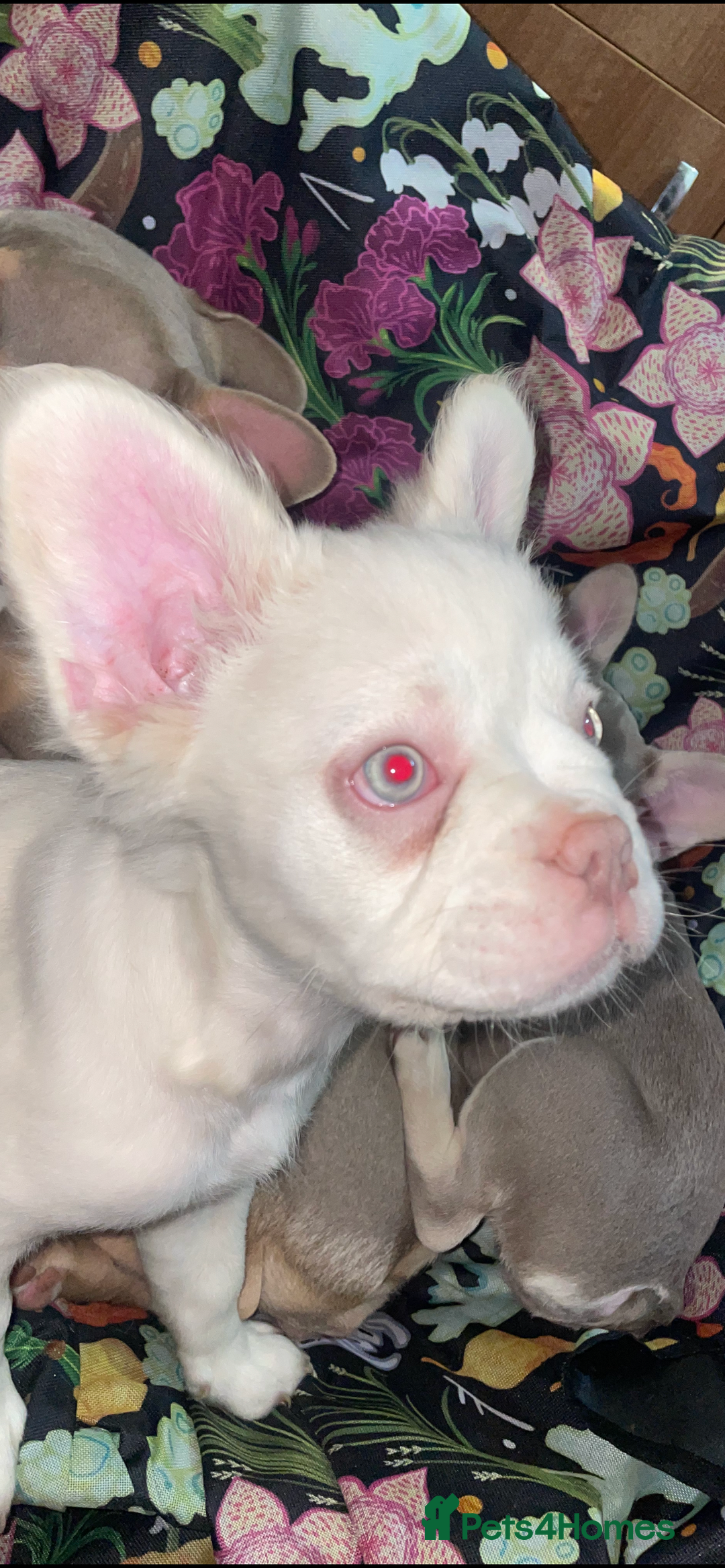 French Bulldog dogs for sale: 🐾 7 of the most Loving French Bulldogs 🐾🐶🩷 - Image 9