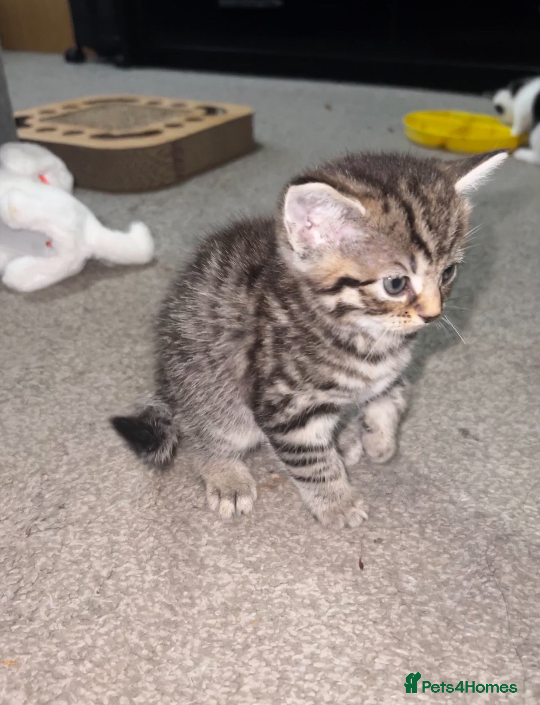 Mixed Breed cats for sale: 3 Playful Kittens – Genders Not Known Yet - Advert 2