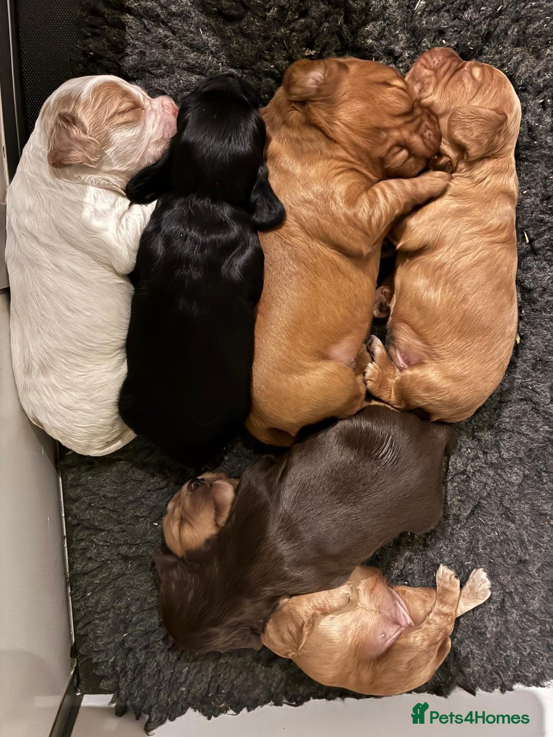 Cocker Spaniel dogs for sale: Gamekeeper bred Working Cocker Spaniels - Advert 6