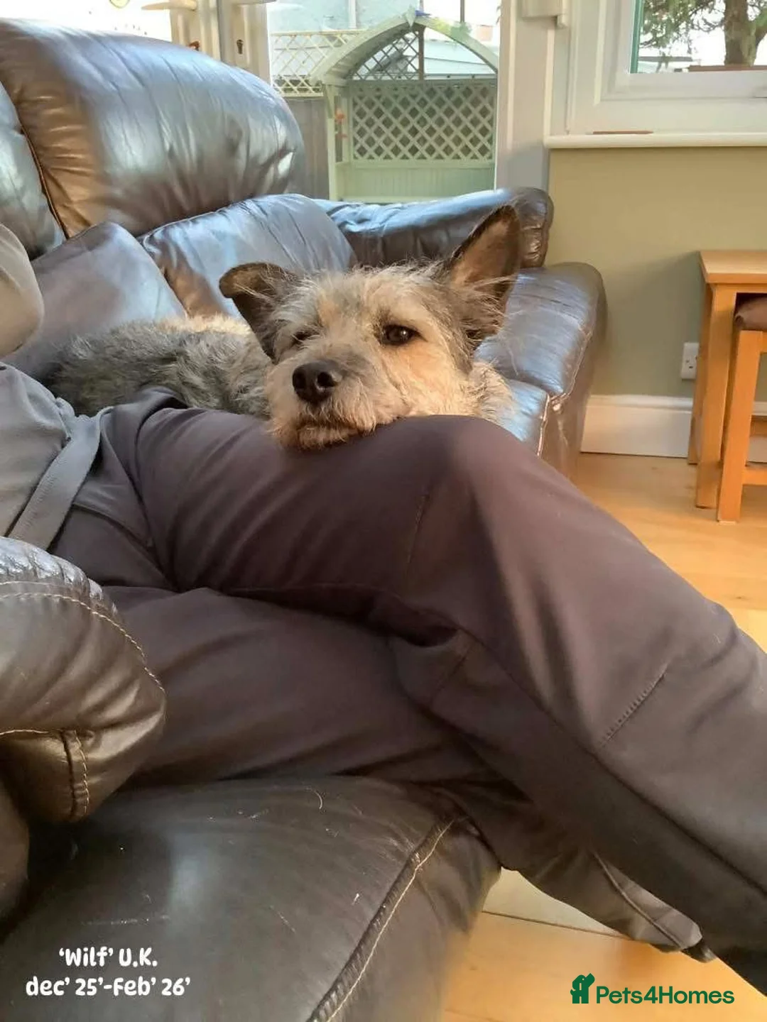 Mixed Breed dogs for adoption: Wilf, 2 yrs approx. Reserved STC. - Advert 2