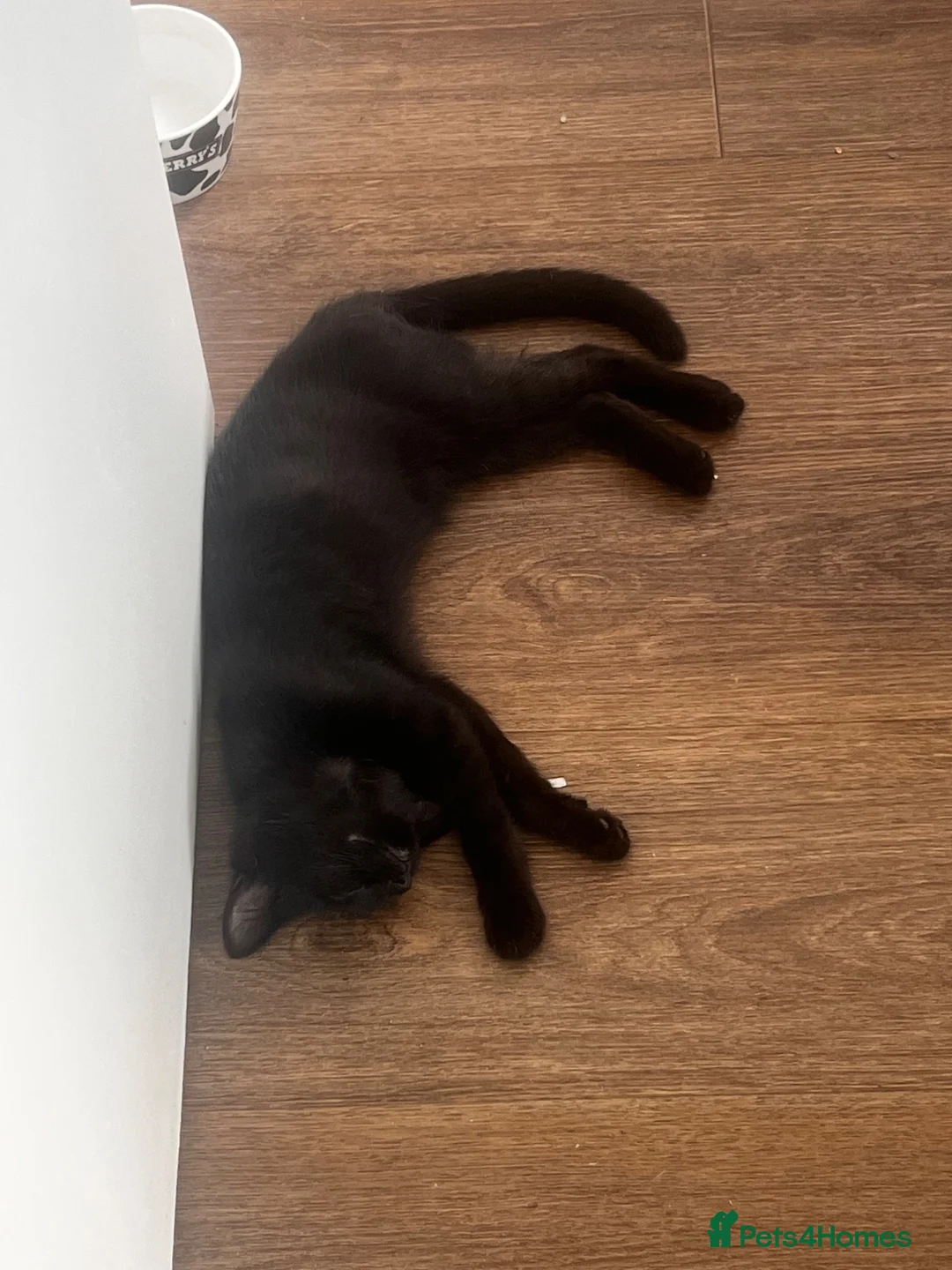 Mixed Breed cats for sale: Gary the cat in Sheffield - Advert 2
