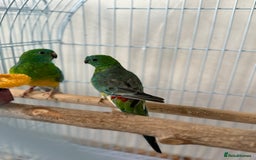Parrots birds for sale: Beautiful talking singing Young Red Rump Parrot  - Image 8