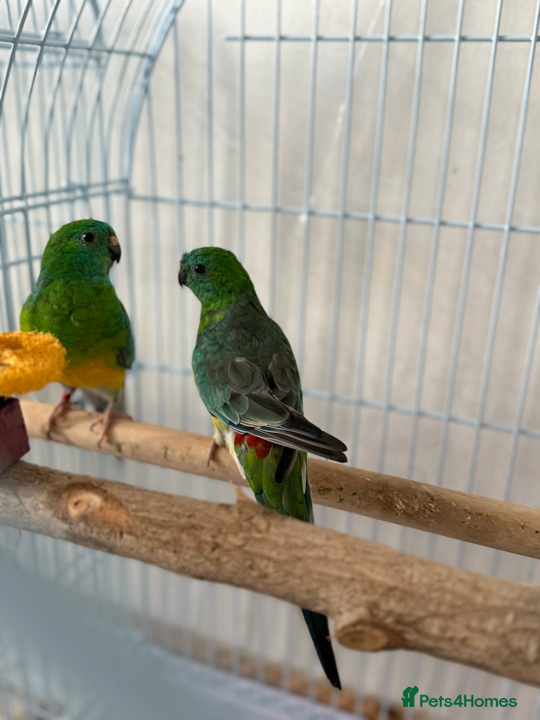 Parrots birds for sale: Beautiful talking singing Young Red Rump Parrot  - Image 8