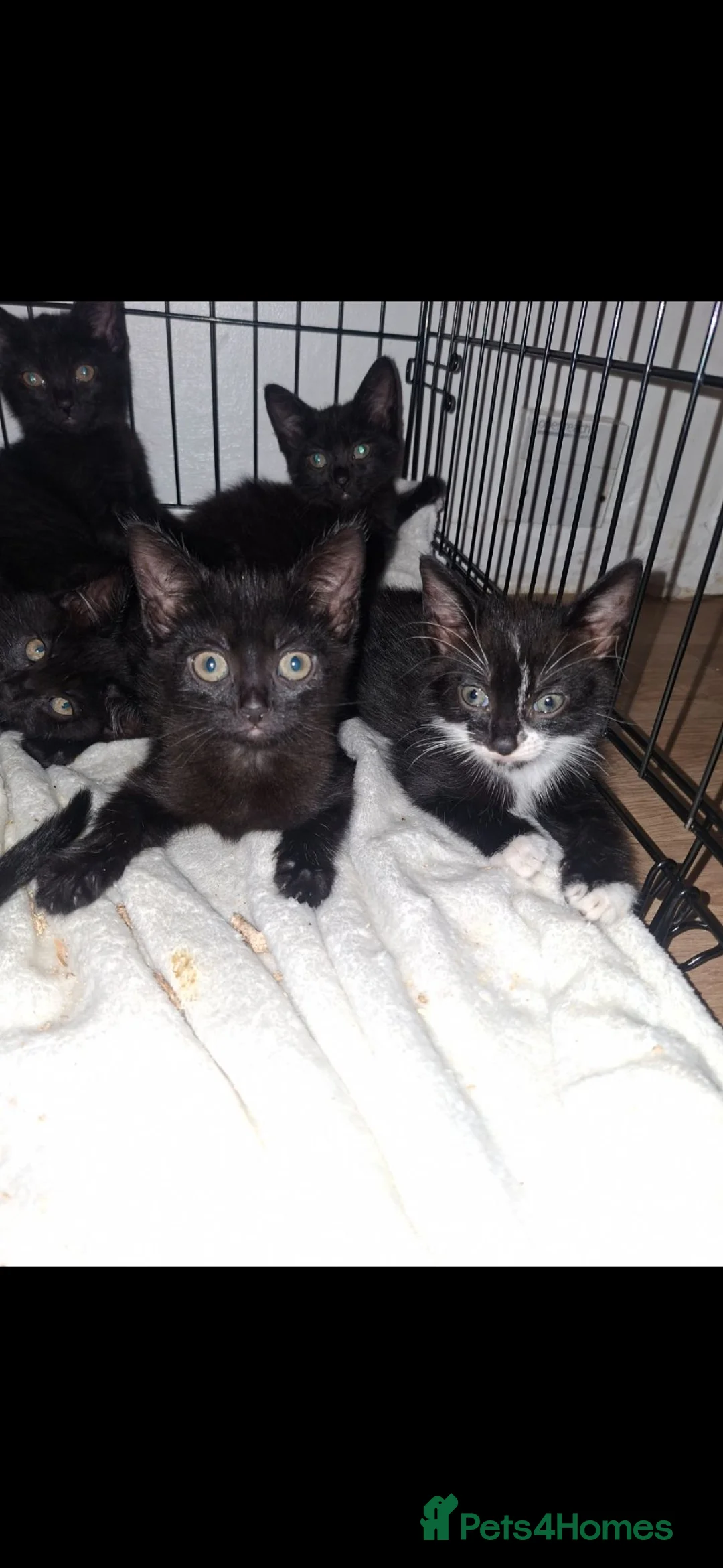 Mixed Breed cats for sale: 6 lovely kittens 😸  - Advert 2