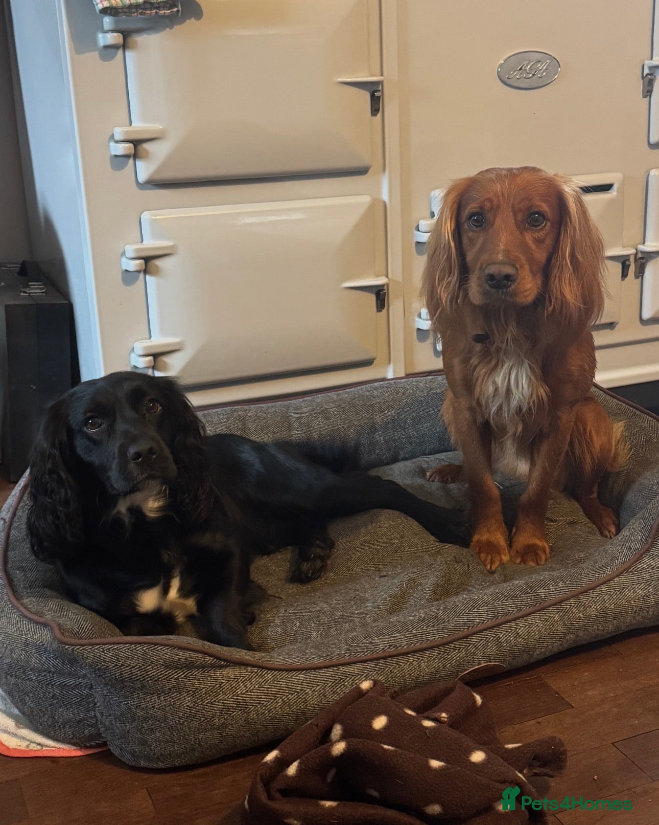 Cocker Spaniel dogs Beautiful working cocker spaniel puppies  - Advert 1