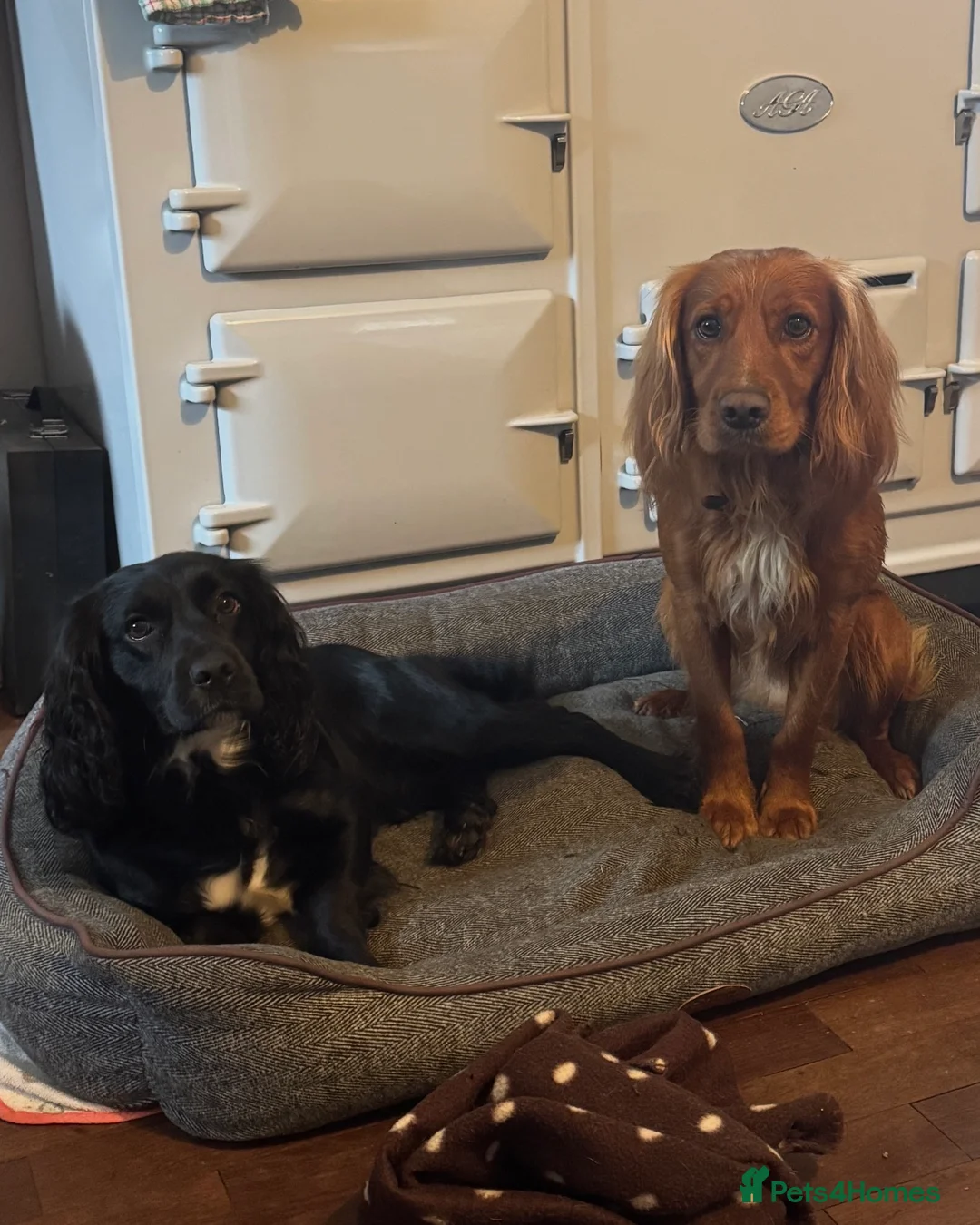 Cocker Spaniel dogs for sale: Beautiful working cocker spaniel puppies  - Advert 1
