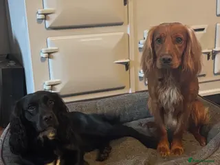 Cocker Spaniel dogs Beautiful working cocker spaniel puppies - Advert 1