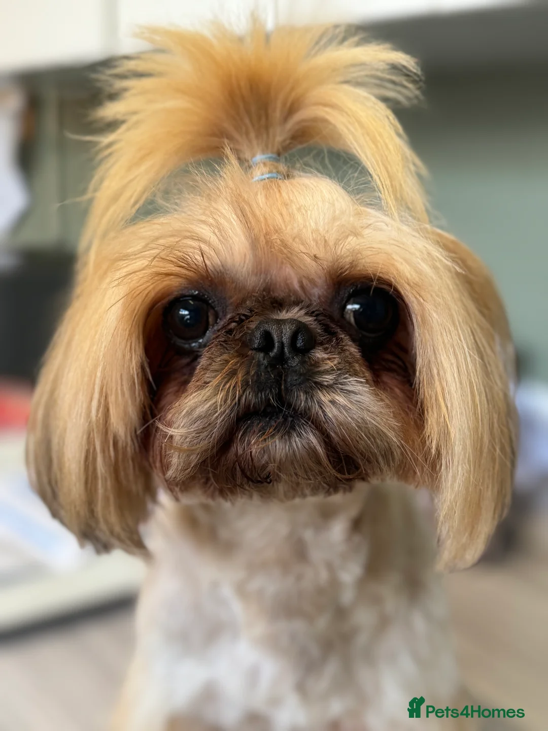 Shih Tzu dogs for stud: Imperial Shih Tzu STUD ONLY  in Crewe - Advert 7