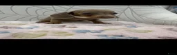 Miniature Dachshund dogs for sale: Miniature Dachshund - Advert 18